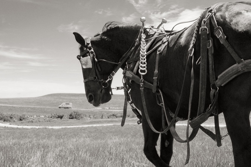 Giant Horses