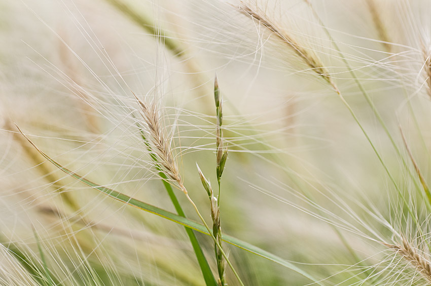 Grass Whiskers