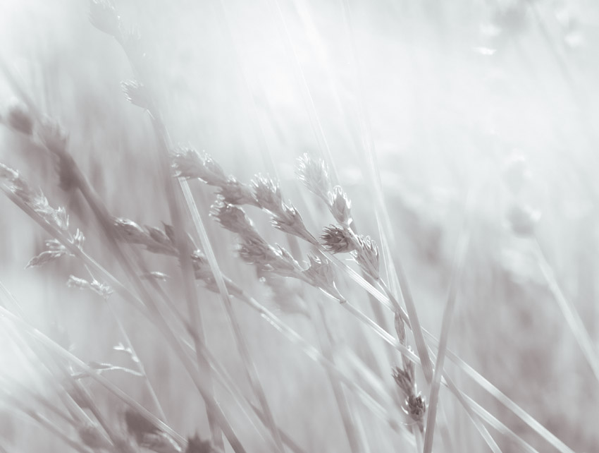 Grass Seed Heads (monochrome version)