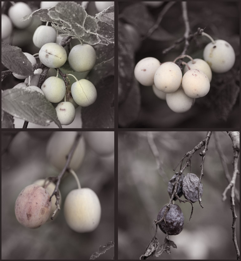 Cycle of Plums