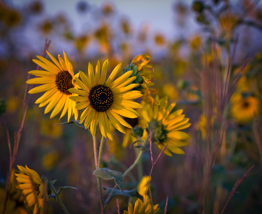 Sunflowers Sundown