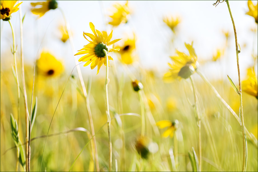 Sunflowers Light