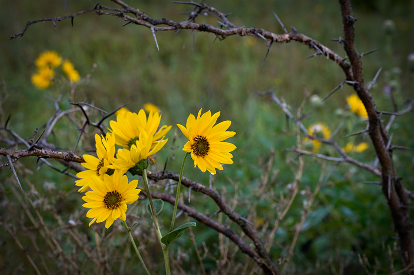 Sunflowers and Thorns