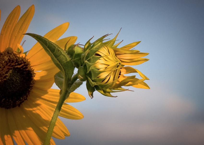 Sunflower Accelerating