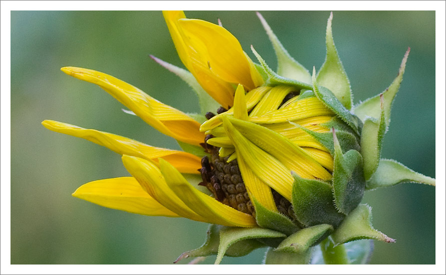 Sunflower Unfolding