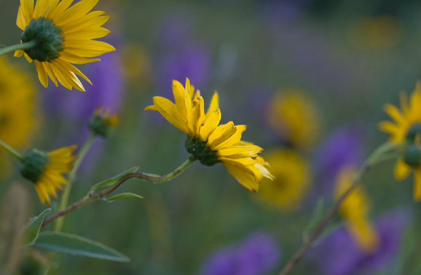 Sunflowers on Blue