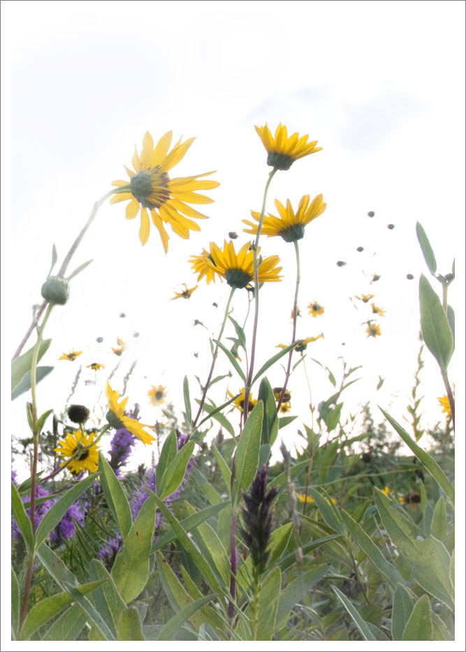 Sunflowers on White