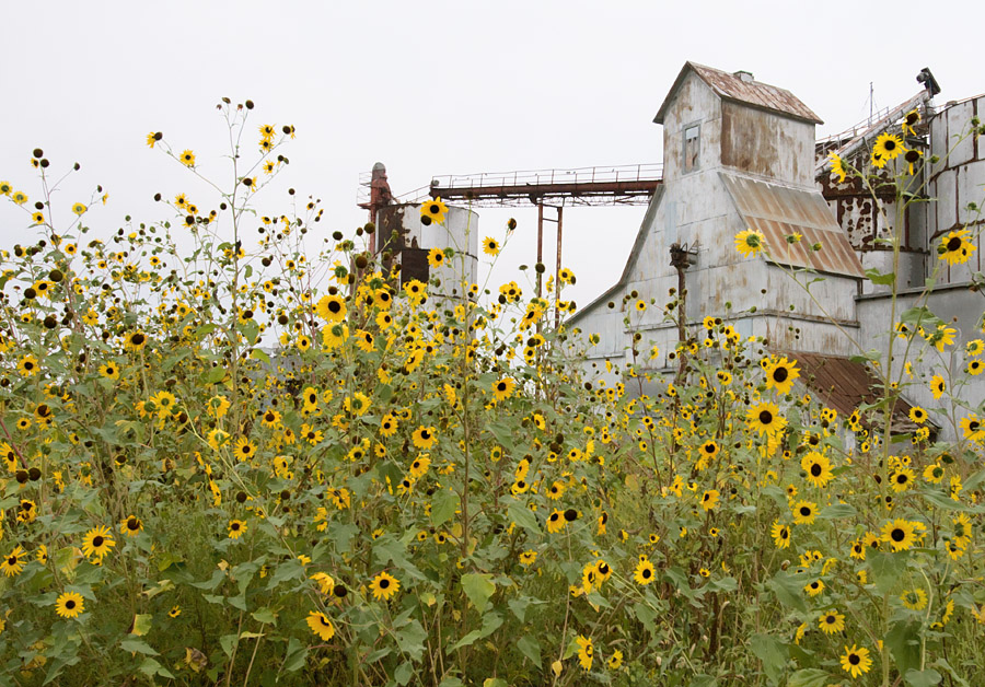 Almost Autumn at Delavan Elevator