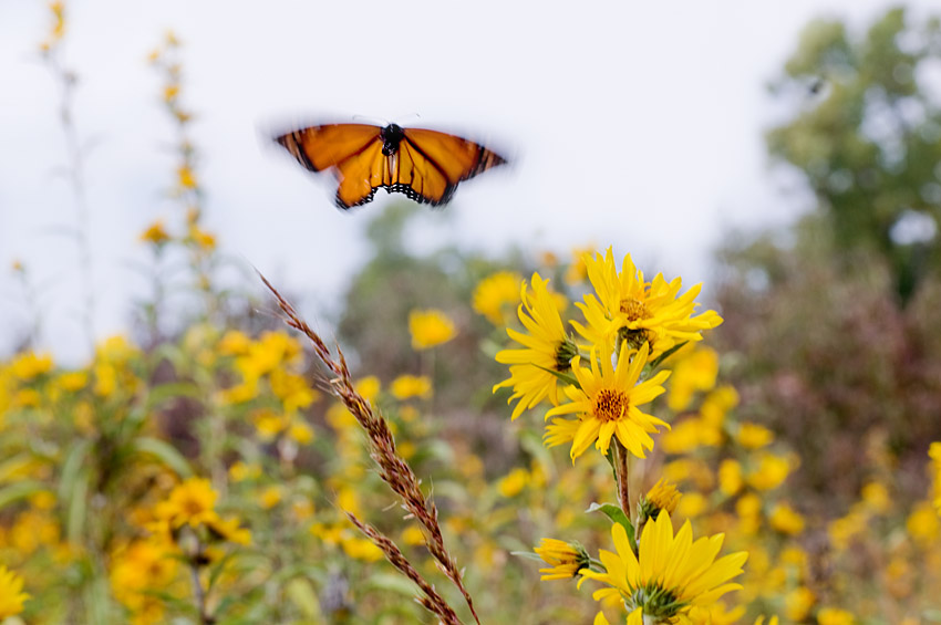 Monarch Liftoff – color version