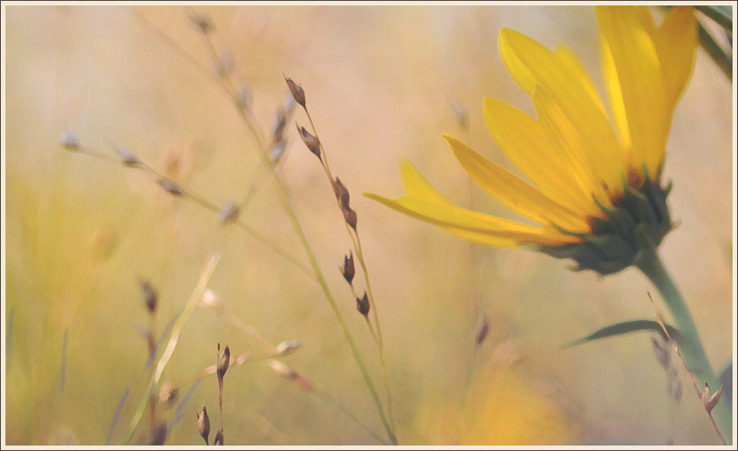 Seed Heads & Sunflower