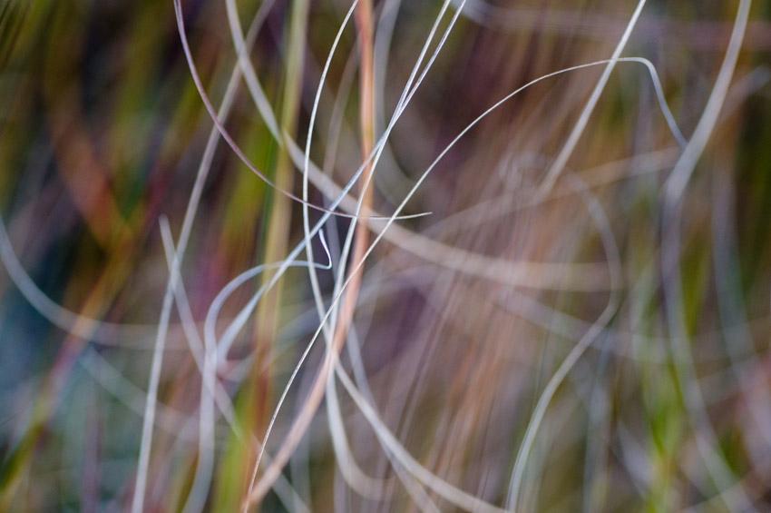 Grass Strands