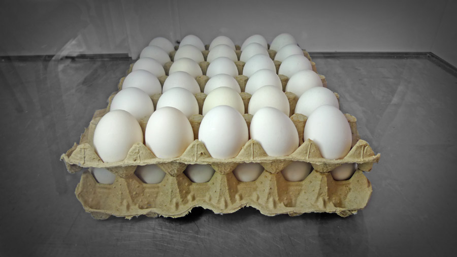 Fresh Eggs