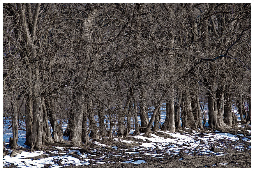 Tree Line