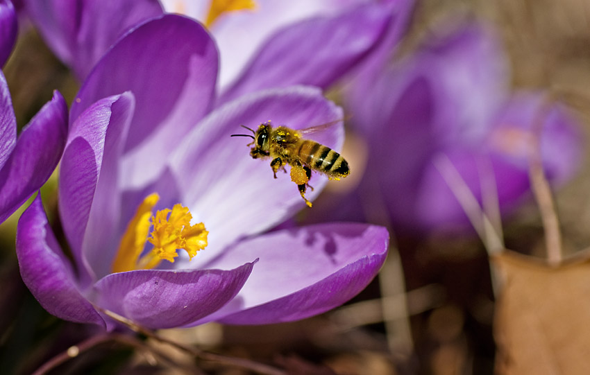 Pollen Gatherer