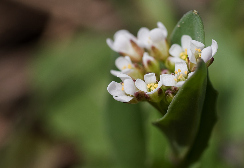 Wedge-Leaf Draba