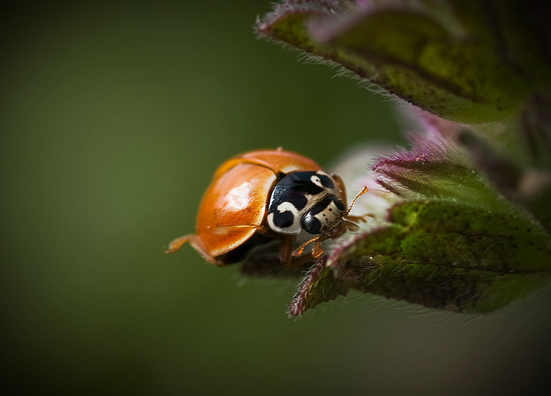 Madam Ladybug