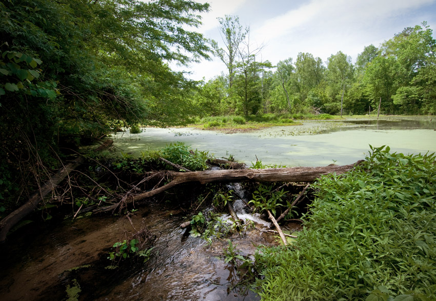 Below the Beaver Dam