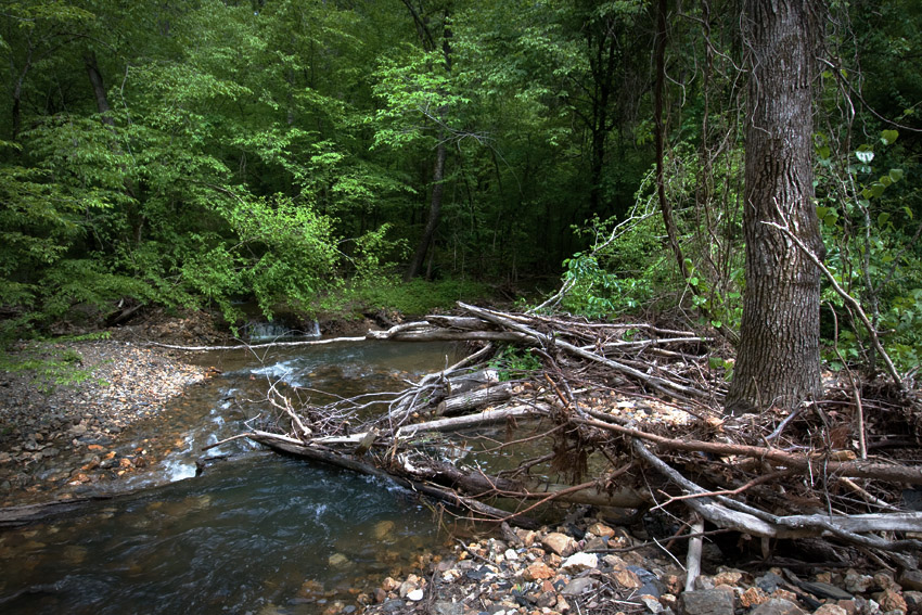 Arkansas Forest Stream