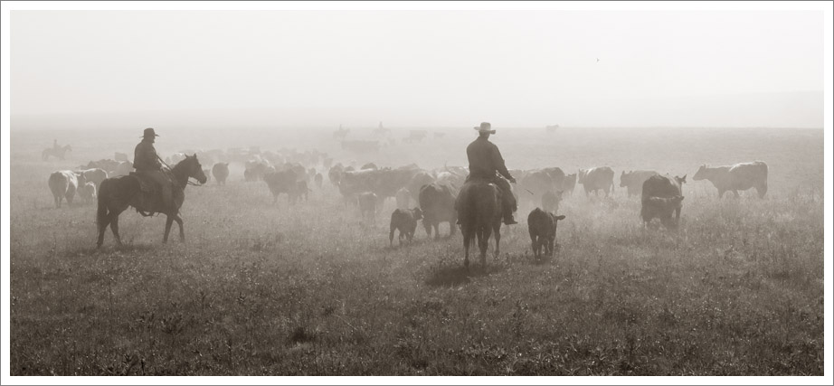 Cattle Drive