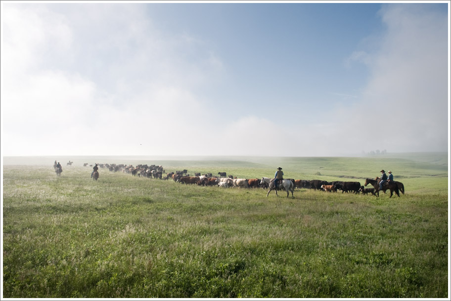 Flint Hills Cattle Drive