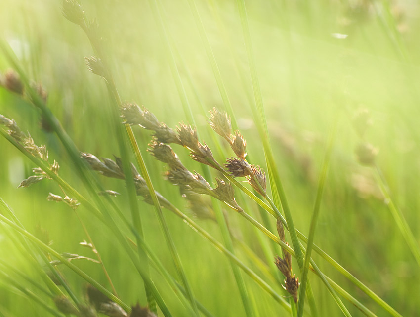 Grass Seed Heads (color version)