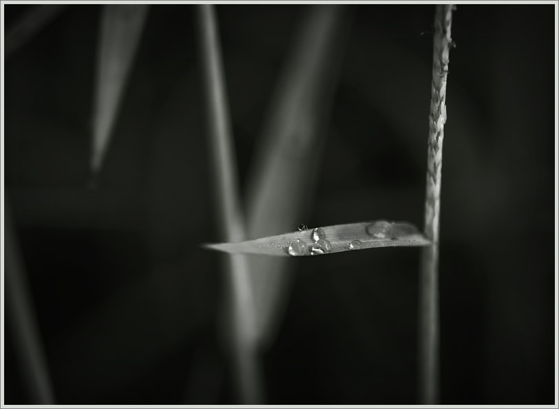 Droplets on Grass Leaf