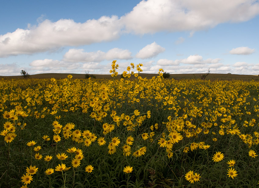 Ann’s Prairie