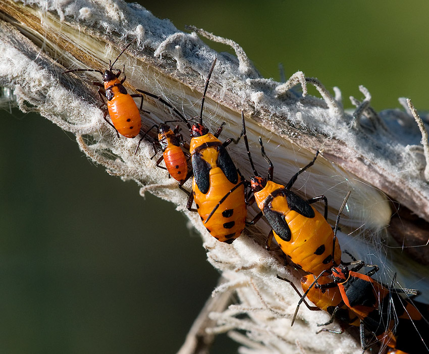 Milkweed Bugs – Moment of Togetherness