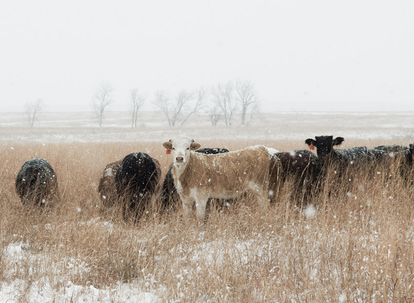 Winter Cattle