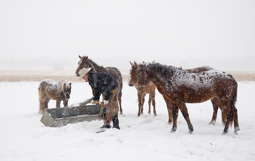 Winter Feeding