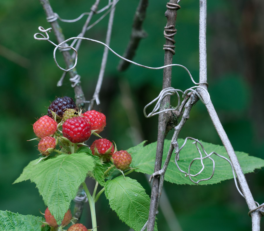 Wild Raspberries