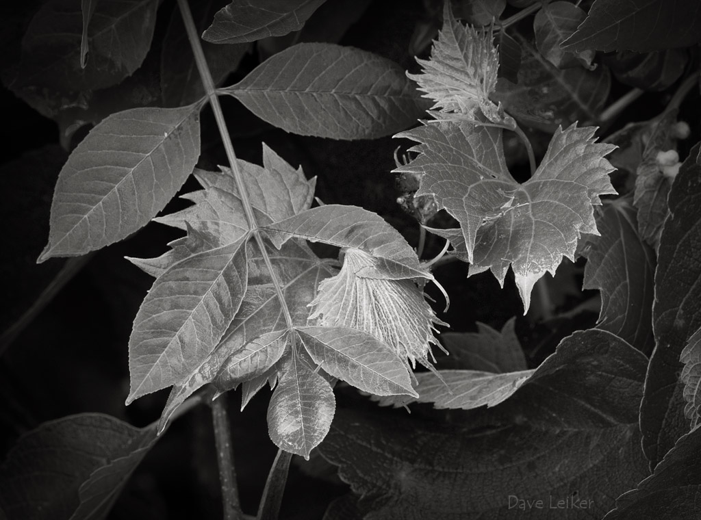 Woodland Leaf Study