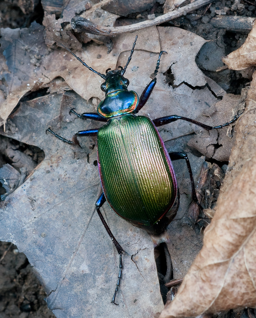 Fiery Searcher Beetle