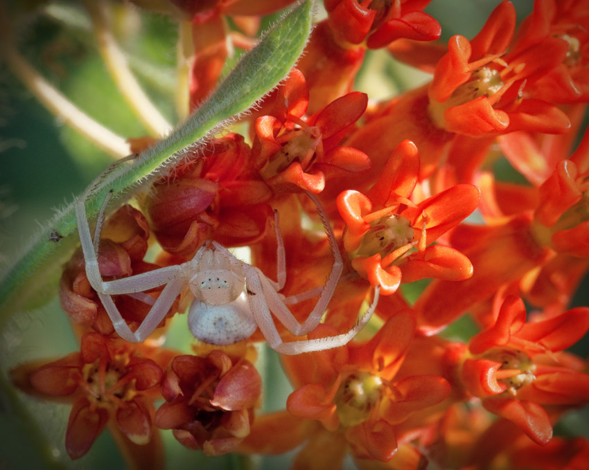 Crab Spider on Butterfly Milkweed