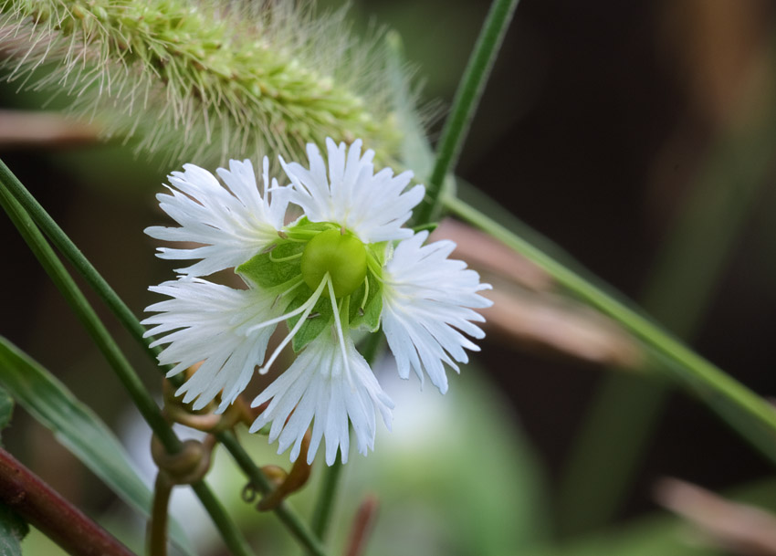 Starry Campion