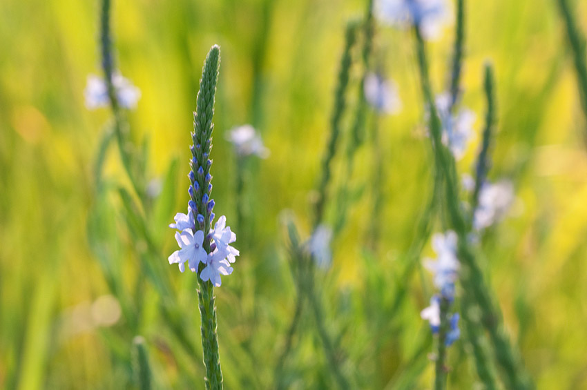 Blue Verbena