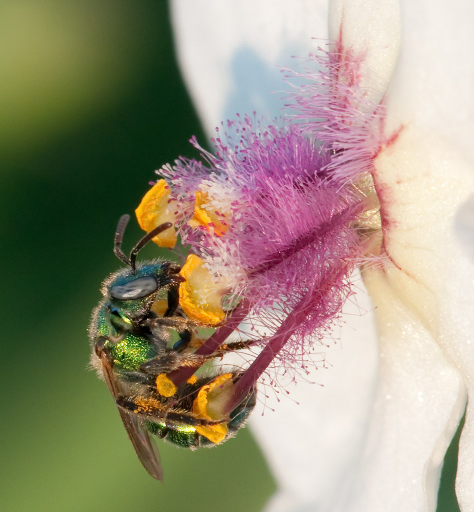 Sweat Bee on Moth Mullen