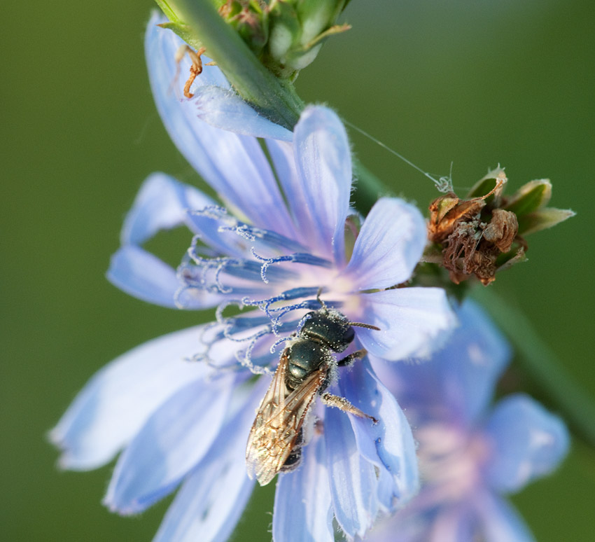 Bee on Chicory