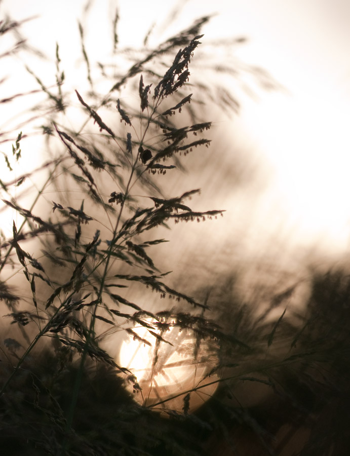 Setting Sun in the Tallgrass