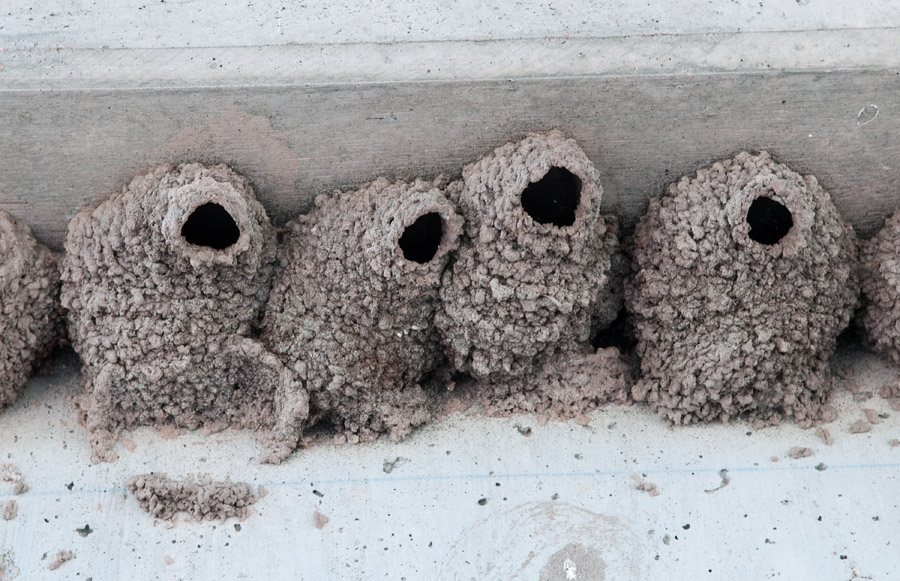 Swallow Nests #1