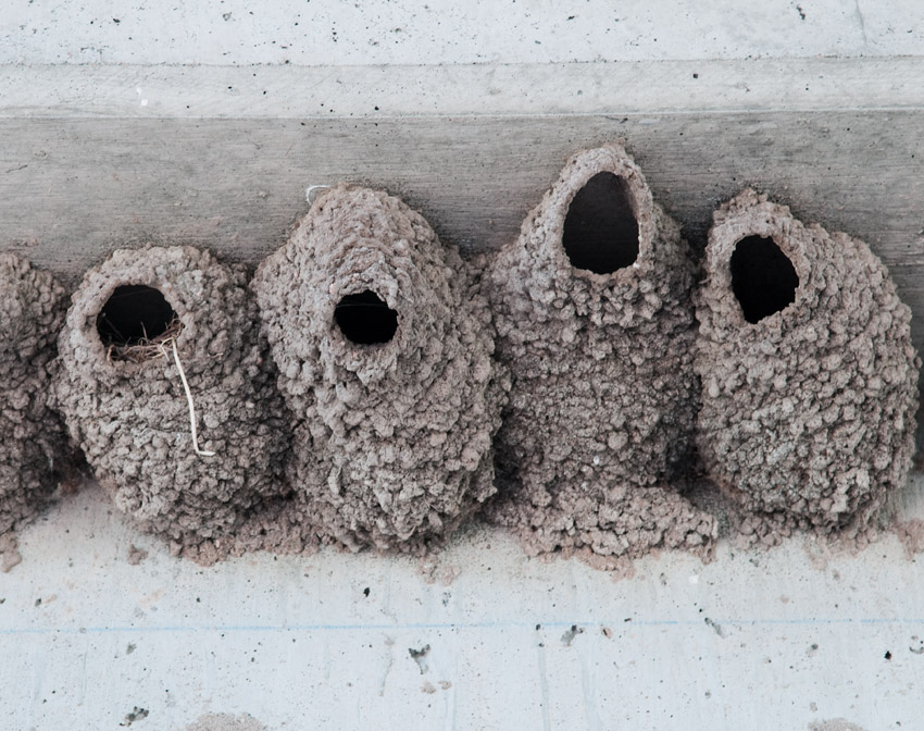 Swallow Nests #2