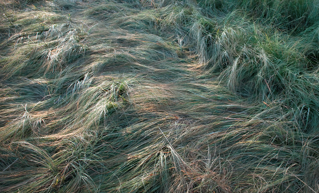 Grass Study #8915