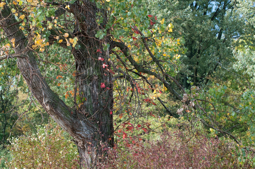 Autumn Beginnings