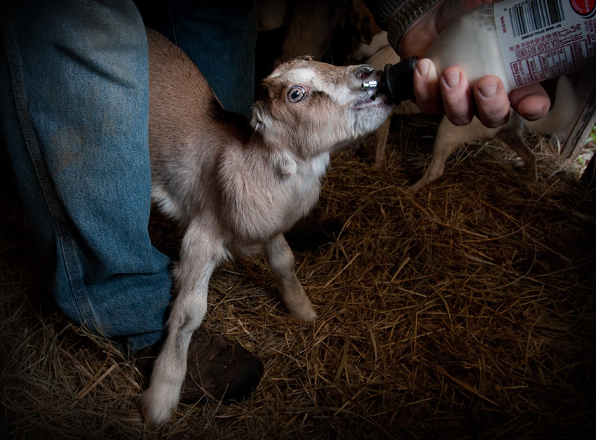 Feeding Time