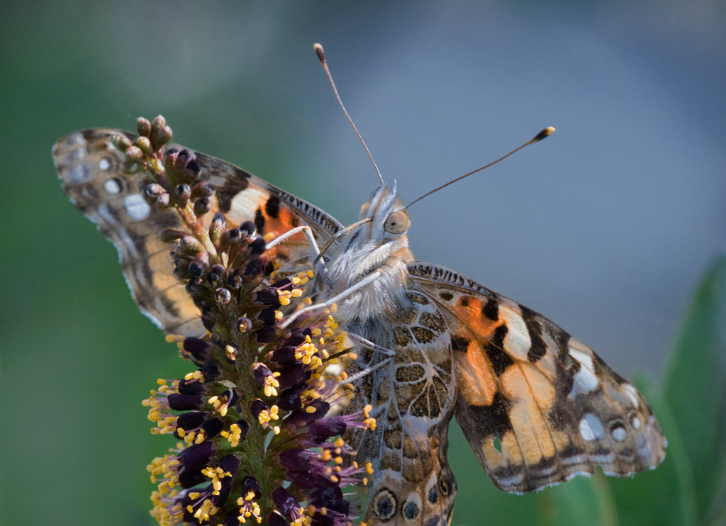 Painted Lady on Lead Plant