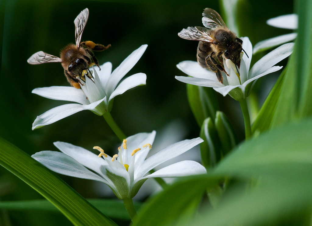 Two Bees on Star of Bethlehem