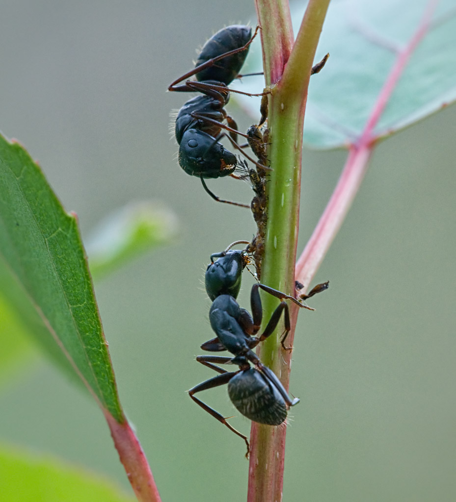 Ants and Aphids