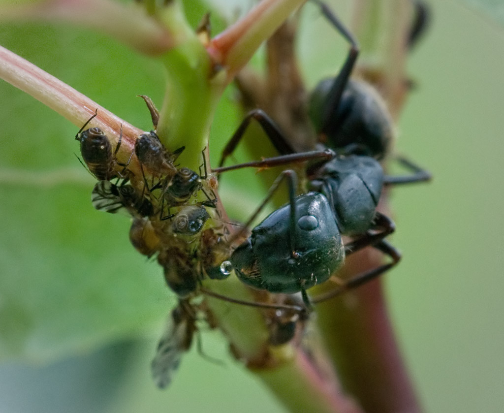 Ant with Honeydew Drop