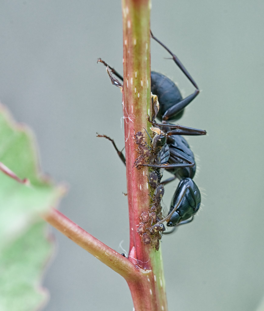 Black Ant and Aphids #9451