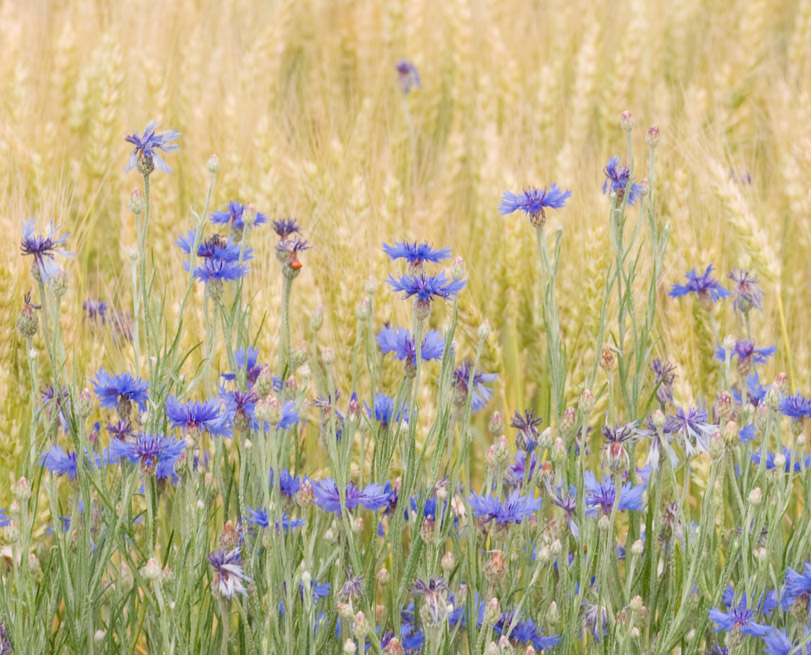 Wild Bachelor Buttons and Wheat #1